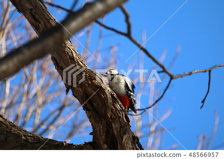 Stinging in branches of trees Akagera Stinging in branches of trees Akagera 48566957