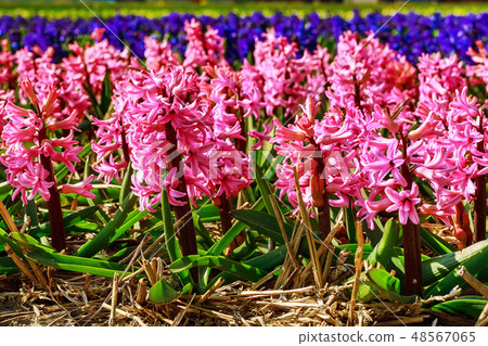 Pink close-up Hyacinth, field in Holland, blue sky Pink close-up Hyacinth, field in Holland, blue sky 48567065