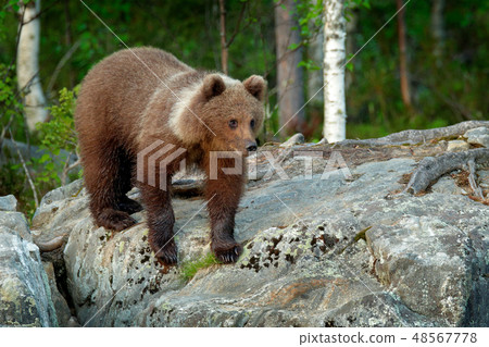 Lonely young cub bear in the pine forest. 48567778