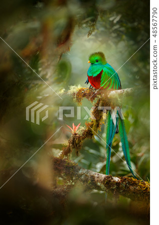 Resplendent Quetzal, Savegre in Costa Rica 48567790