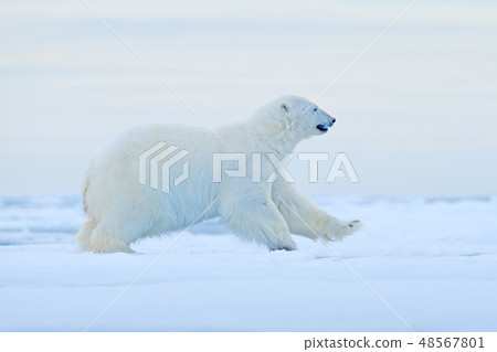 Polar bear on drift ice edge with snow and water 48567801