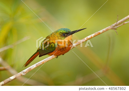 Rufous-tailed Jacamar, exotic bird Rufous-tailed Jacamar, exotic bird 48567802