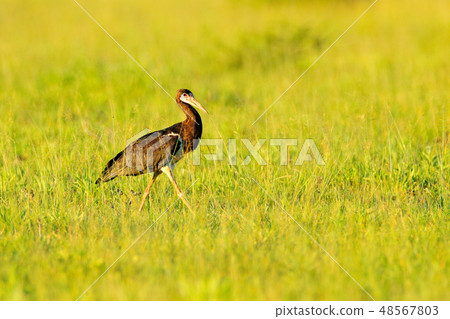 Abdim's white-bellied stork, Ciconia abdimii Abdim's white-bellied stork, Ciconia abdimii 48567803