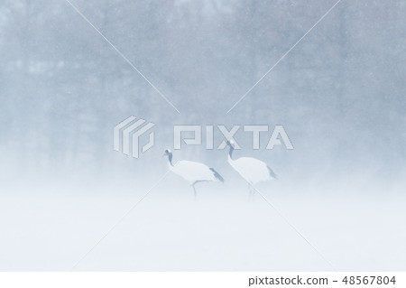 Red-crowned crane, walking in the snow 48567804