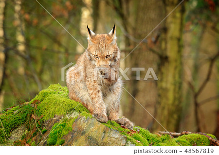 Wild cat cleaning paw. Lynx in the forest. Wild cat cleaning paw. Lynx in the forest. 48567819