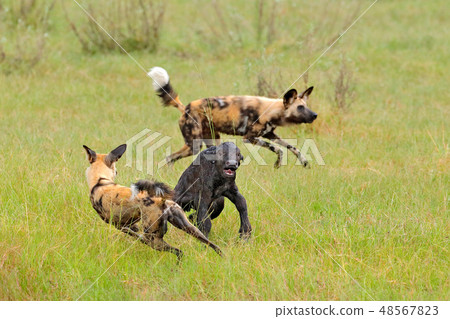 Wild Dog Hunting in Botswana, buffalo calf 48567823