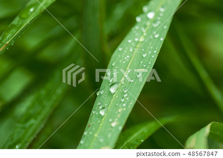 Fresh grass with dew drops in the morning Fresh grass with dew drops in the morning 48567847