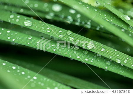 Fresh grass with dew drops in the morning 48567848