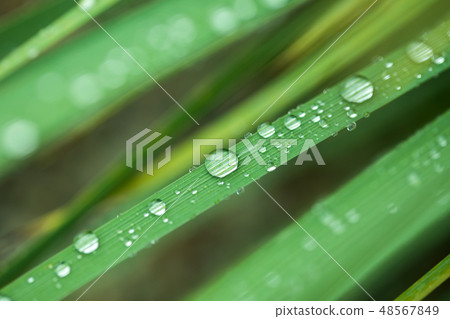 Fresh grass with dew drops in the morning Fresh grass with dew drops in the morning 48567849