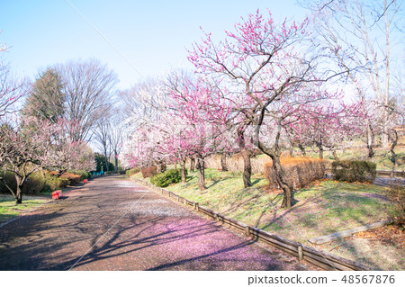 Fuchu City Local Forest Museum, Tokyo Umeen Fuchu City Local Forest Museum, Tokyo Umeen 48567876