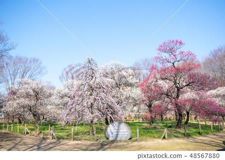 Fuchu City Local Forest Museum, Tokyo Umeen Fuchu City Local Forest Museum, Tokyo Umeen 48567880