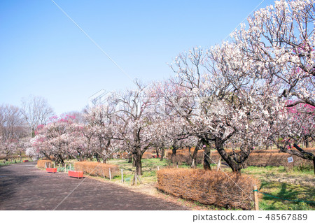 府中市地方森林博物館，東京梅面 48567889