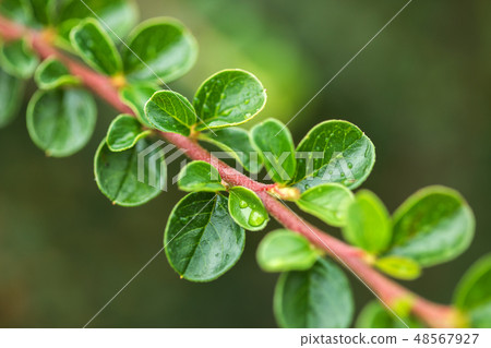 Cotoneaster horizontalis plant leaves with drops 48567927