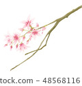 水彩畫三部分綻放櫻花部分 48568116