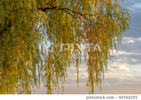 Summer Palace, Beijing, China, Summer Palace, Beijing, China Summer Palace, Beijing, China, Summer Palace, Beijing, China 48568205