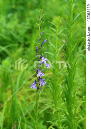 Yellowfin Tower Plateau Yamano Grass Purple Flower 48568469