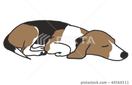 睡狗（比格犬）的插圖 48568511