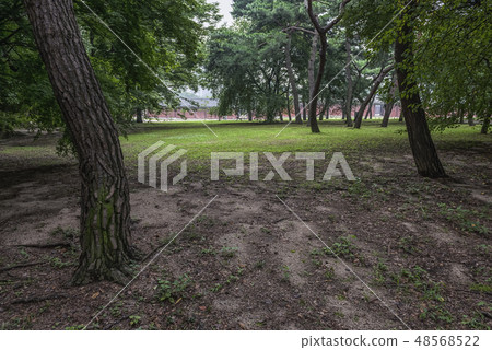 Forest, Changgyeonggung, Jongno-gu, Seoul Forest, Changgyeonggung, Jongno-gu, Seoul 48568522