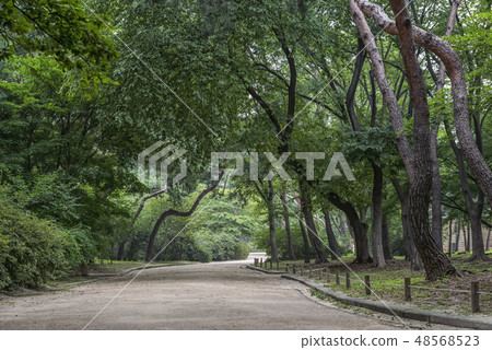 Forest, Changgyeonggung, Jongno-gu, Seoul Forest, Changgyeonggung, Jongno-gu, Seoul 48568523