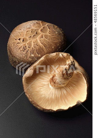 香菇 48569151