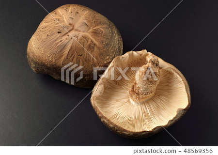 香菇 香菇 48569356