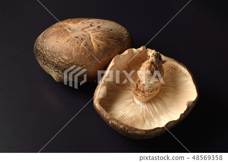 Shiitake Shiitake 48569358