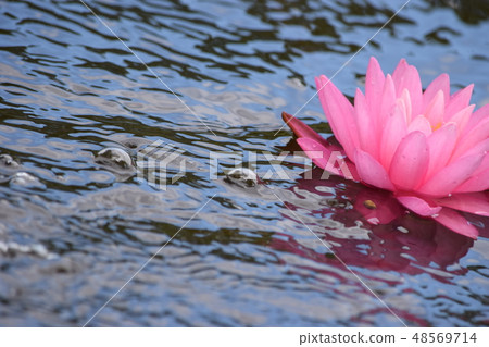 水蓮花 水蓮花 48569714