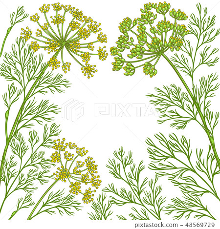 dill vector frame 48569729
