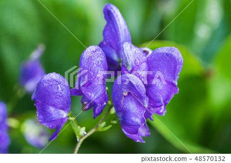 Aconitum plicatum dark blue flowers in bloom, high flowering plant, bunch of blue flowers Aconitum plicatum dark blue flowers in bloom, high flowering plant, bunch of blue flowers 48570132