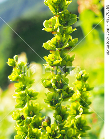 Green alpine plant Miyama Bay 48570569