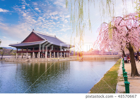 Gyeongbokgung palace with cherry blossom tree Gyeongbokgung palace with cherry blossom tree 48570667