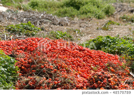 Discarded mini tomatoes Discarded mini tomatoes 48570789