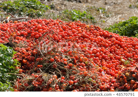 Discarded mini tomatoes Discarded mini tomatoes 48570791