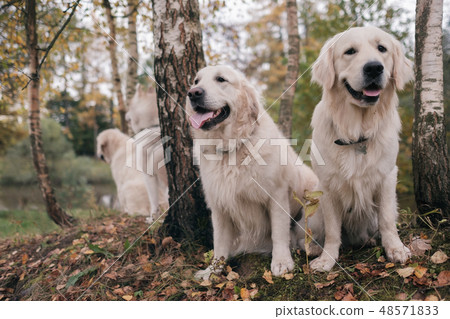 Three dogs Siberian Husky and Golden Retriever Three dogs Siberian Husky and Golden Retriever 48571833