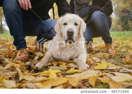 Beautiful Golden retriever dog lying on ground 48571840