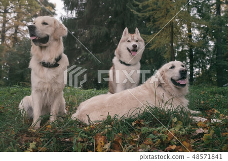 Three dogs Siberian Husky and Golden Retrievers Three dogs Siberian Husky and Golden Retrievers 48571841