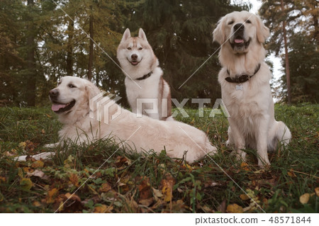 Three dogs Siberian Husky and Golden Retrievers Three dogs Siberian Husky and Golden Retrievers 48571844