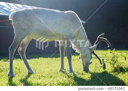 White female reindeer in eco farm. White female reindeer in eco farm. 48572061