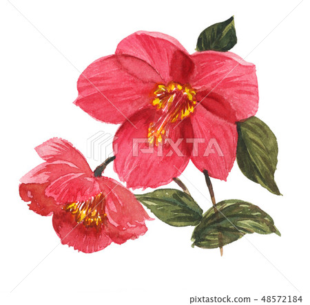 聖誕節玫瑰19305 pix 7 48572184