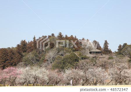 Yoshimunei和梅花在三月初茨城縣水戶市 48572347