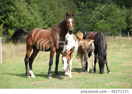 Batch of horses on pasturage, together Batch of horses on pasturage, together 48572371