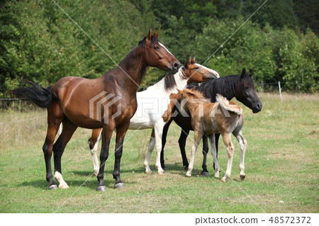 Batch of horses on pasturage, together Batch of horses on pasturage, together 48572372