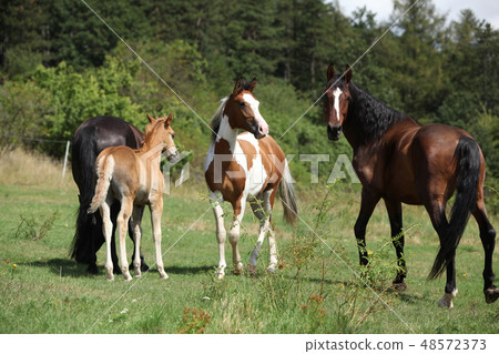 Batch of horses on pasturage, together Batch of horses on pasturage, together 48572373