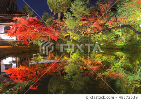 [Kyoto Prefecture] Kodaiji Tsukishin-in illuminated autumn leaves 48572539