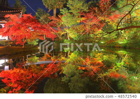 [Kyoto Prefecture] Kodaiji Tsukishin-in illuminated autumn leaves 48572540
