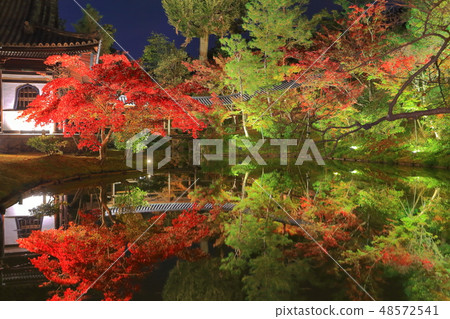 [Kyoto Prefecture] Kodaiji Tsukishin-in illuminated autumn leaves 48572541