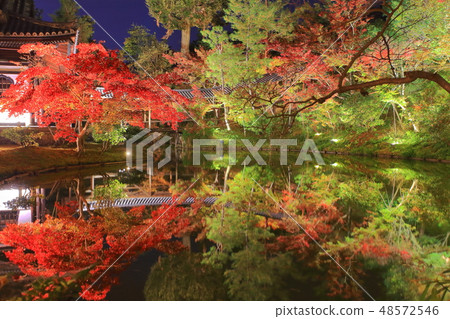 [Kyoto Prefecture] Kodaiji Tsukishin-in illuminated autumn leaves 48572546