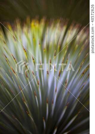 Vegetation background Vegetation background 48572626