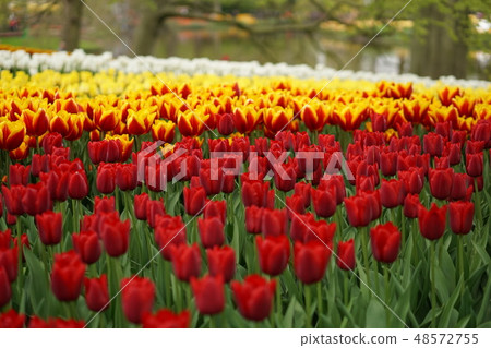 Tulip (Netherlands: Keukenhof) 48572755