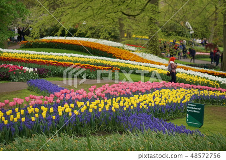 Tulip (Netherlands: Keukenhof) 48572756